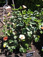 Hibiscus - Hibiscus Rosa-Sinensis cv Le Vaucluse (fam Malvacees) (03) (Photo F. Mrugala)